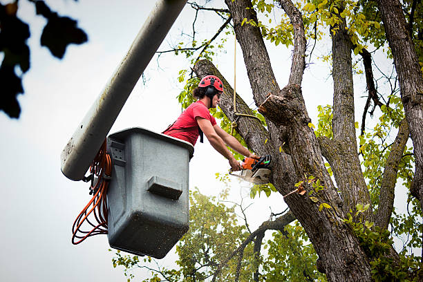  Russell, GA Tree Removal Pros