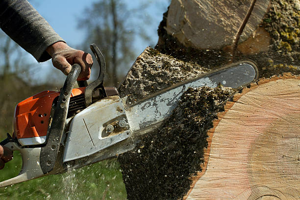 Professional Tree Removal in Russell, GA